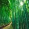 harvesting bamboo